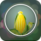 玉米直播TV版 v1.0.0.5 官方电视版