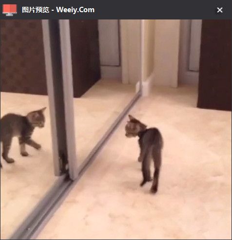 美拍视频解析工具