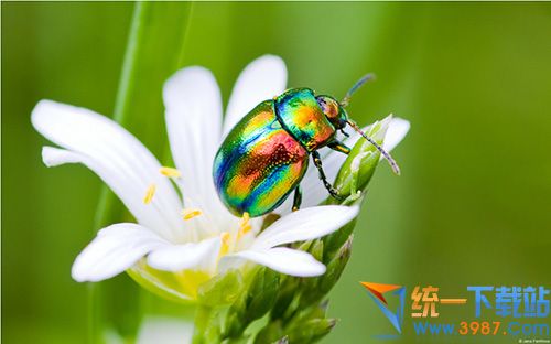 昆虫2官方主题
