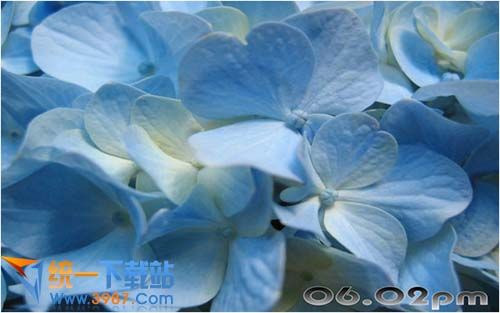 百花绽放动态屏保