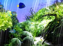 蓝色纯净免费水族馆屏保