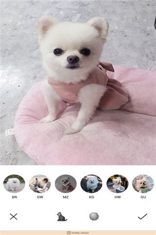 CoCo for博美犬相机app